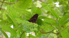 Euploea tulliolus