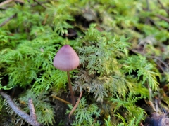 Mycena sanguinolenta