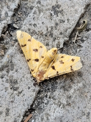 Xanthomelaena schematias
