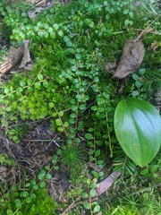 Gaultheria hispidula