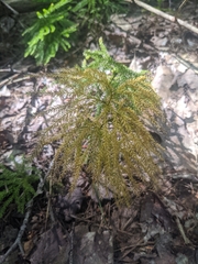 Dendrolycopodium dendroideum