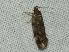 Barea codrella
