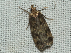 Barea codrella