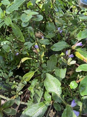 Hygrophila pogonocalyx
