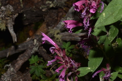 Agastache eplingiana