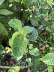 Hygrophila pogonocalyx