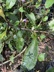 Hygrophila pogonocalyx