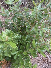 Quercus chapmanii