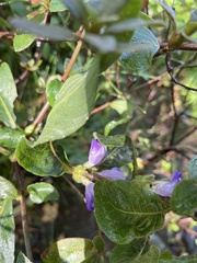 Hygrophila pogonocalyx