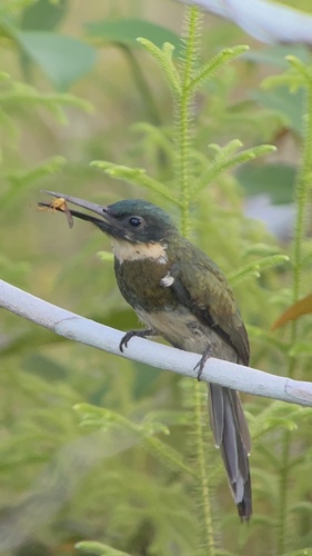 Bronzy Jacamar (Galbula leucogastra), photo 8