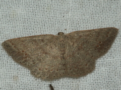Casbia impressaria