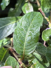 Hygrophila pogonocalyx