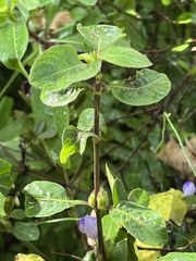 Hygrophila pogonocalyx