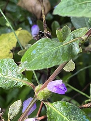 Hygrophila pogonocalyx