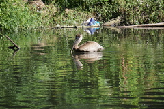 Pelecanus occidentalis