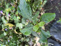 Hygrophila pogonocalyx