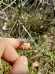 Symphyotrichum adnatum