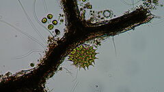 Pseudopediastrum