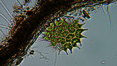 Pseudopediastrum