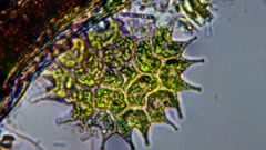 Pseudopediastrum