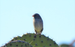 Spizella atrogularis