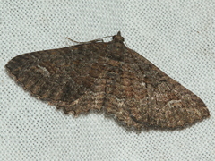 Eucymatoge scotodes