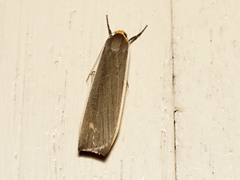 Palaeosia bicosta