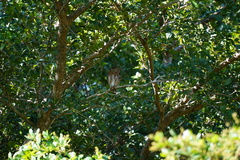 Glaucidium siju