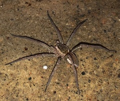Dolomedes facetus