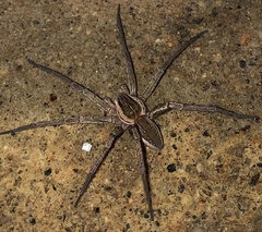 Dolomedes facetus