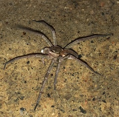 Dolomedes facetus