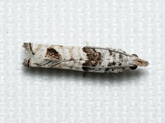 Spilonota constrictana