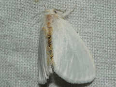 Euproctis melanosoma