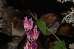 Agastache eplingiana