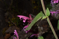 Agastache eplingiana