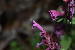 Agastache eplingiana