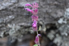 Agastache eplingiana