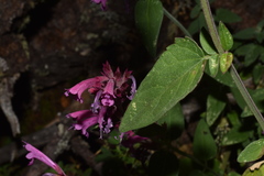 Agastache eplingiana