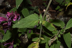 Agastache eplingiana