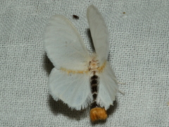 Euproctis melanosoma