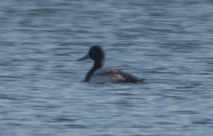 Aythya affinis