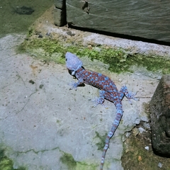 Gekko gecko