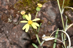 Senecio stoechadiformis