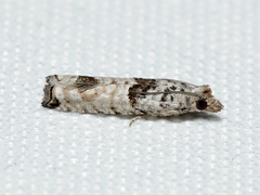 Spilonota constrictana
