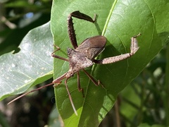 Acanthocephala heissi