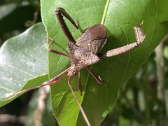 Acanthocephala heissi