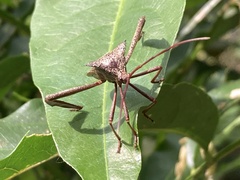 Acanthocephala heissi