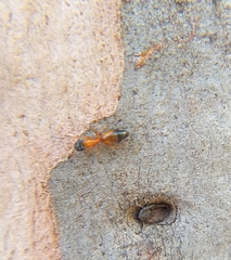 Opisthopsis rufithorax