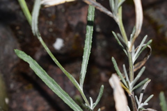 Senecio stoechadiformis