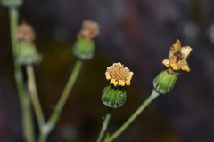 Senecio stoechadiformis